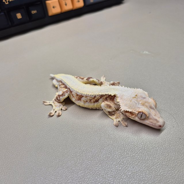 릴리화이트 레드 풀핀