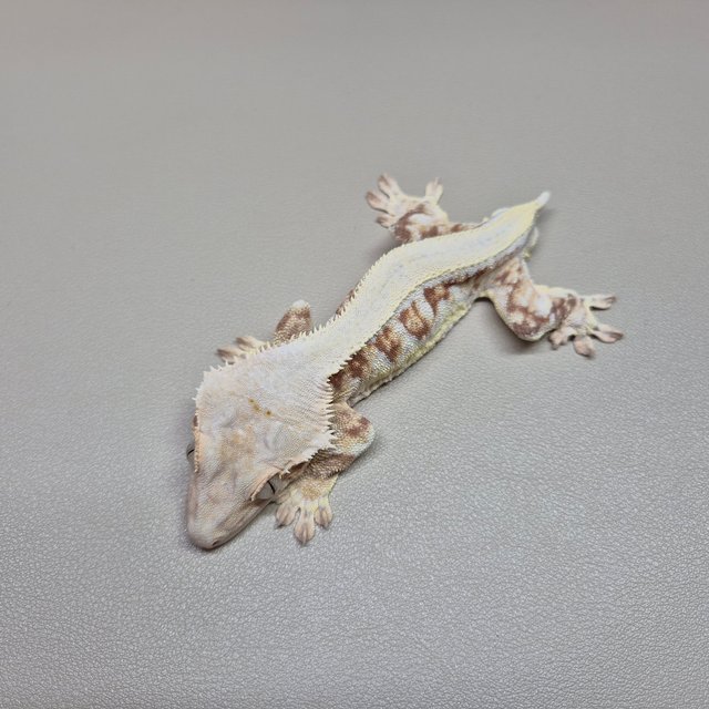 릴리화이트 레드 풀핀