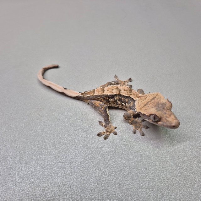 노멀 익스트림할리퀸