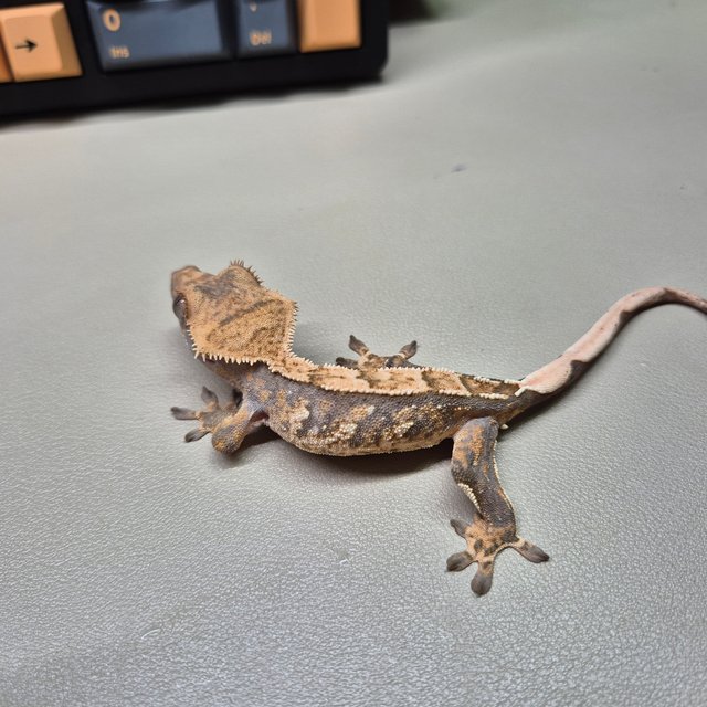 노멀 익스트림할리퀸