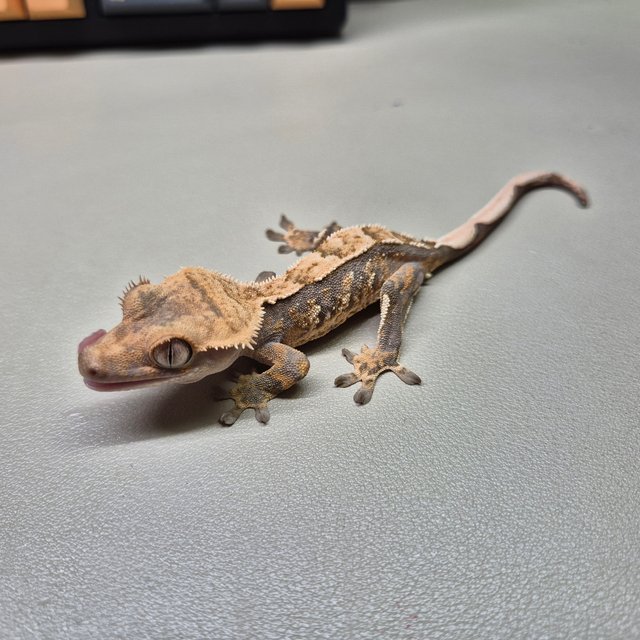 노멀 익스트림할리퀸