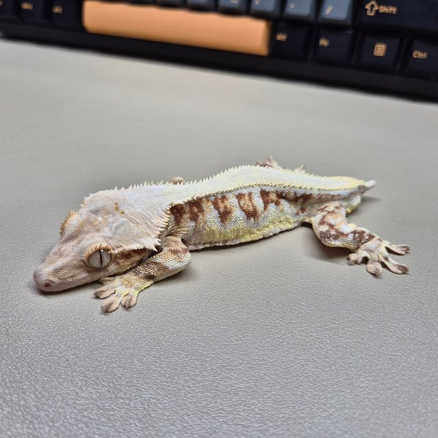 릴리화이트 레드 풀핀