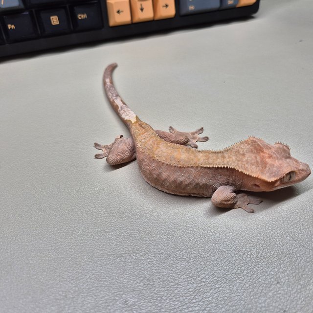 카푸치노 레드 팬텀 패턴리스