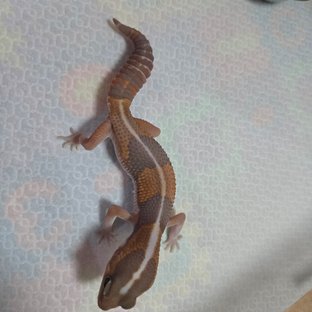 카라멜 헷 고스트 오레오 패턴리스