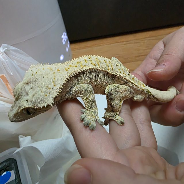 드리피 화이트스팟