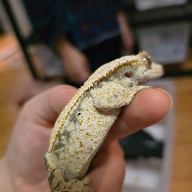 드리피 화이트스팟