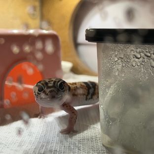 화이트아웃