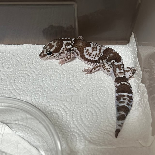 오레오 헷 줄루