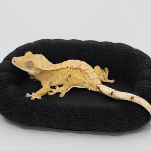 옐로우 화이트 노멀