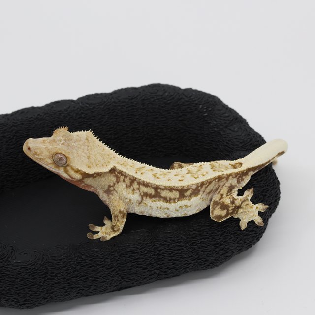 노멀 트라이 익스트림할리퀸 할리퀸 다크 옐로우