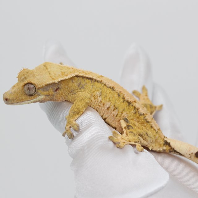 옐로우 화이트 노멀