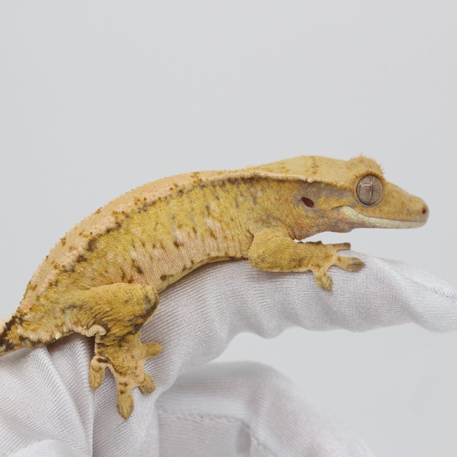 옐로우 화이트 노멀