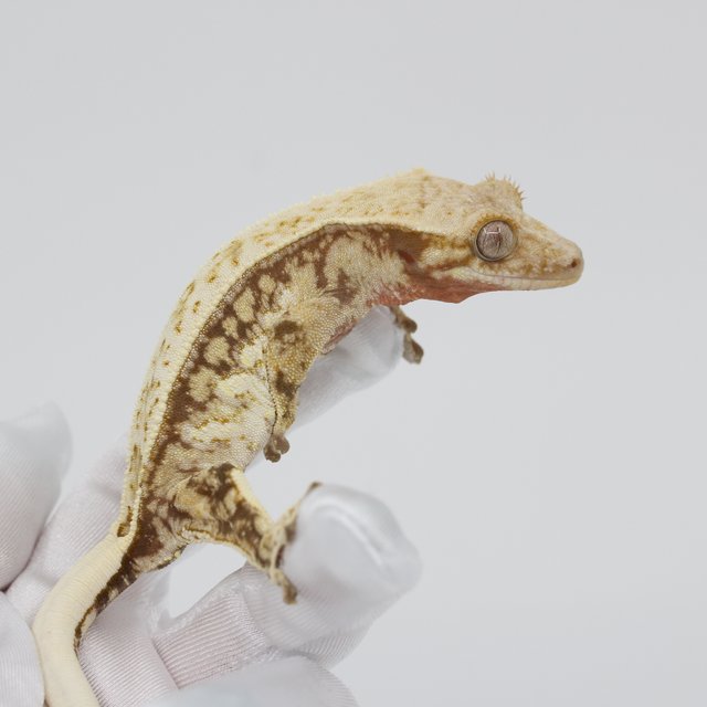 노멀 트라이 익스트림할리퀸 할리퀸 다크 옐로우