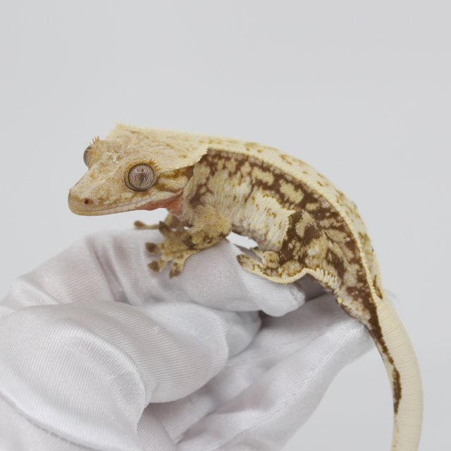 노멀 트라이 익스트림할리퀸 할리퀸 다크 옐로우