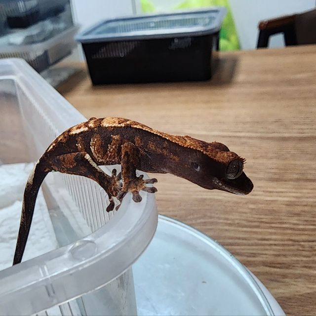 카푸치노