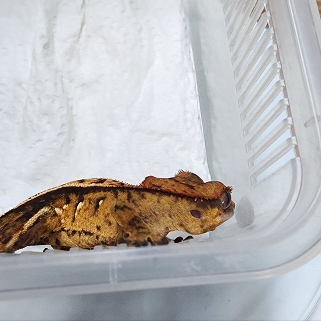 카푸치노