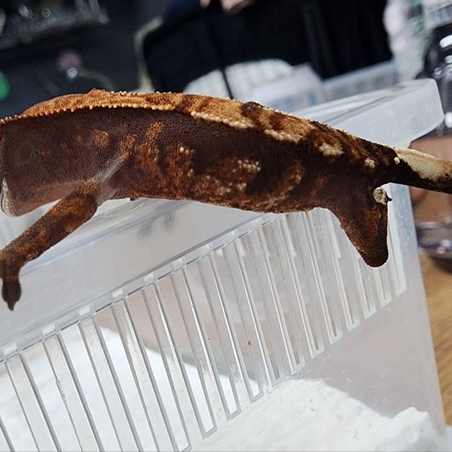 카푸치노