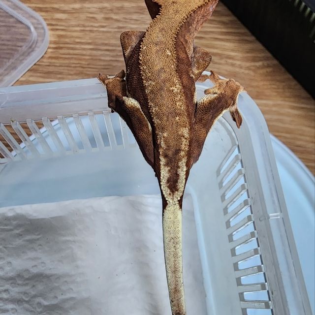 카푸치노