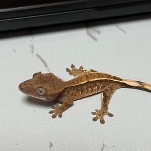 카푸치노 트라이