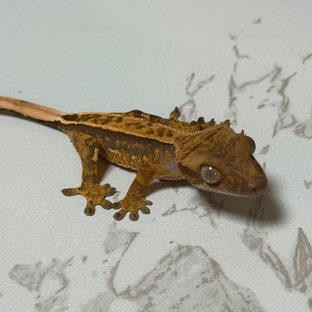 노멀 쿼드 풀핀