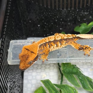 노멀 트라이 익스트림할리퀸 텐저린