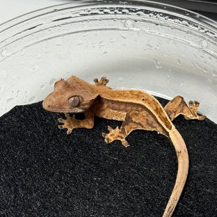 카푸치노 텐저린 트라이 스트로베리