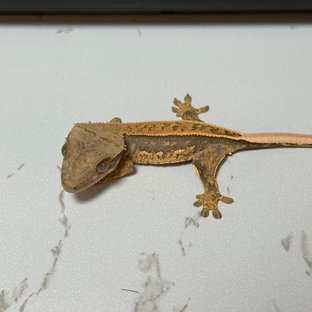 노멀 쿼드 풀핀