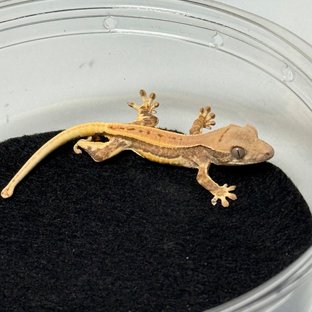 릴리화이트 크림