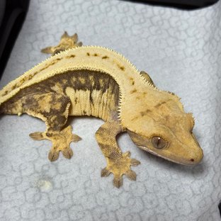 노멀 풀핀 쿼드