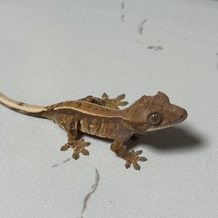 카푸치노 트라이