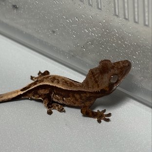 카푸치노 트라이 텐저린