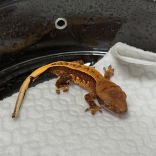 노멀 쿼드 풀핀