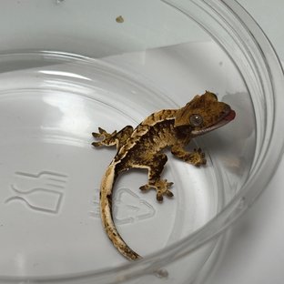 노멀 트라이 익스트림할리퀸