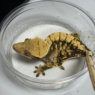 노멀 트라이 익스트림할리퀸