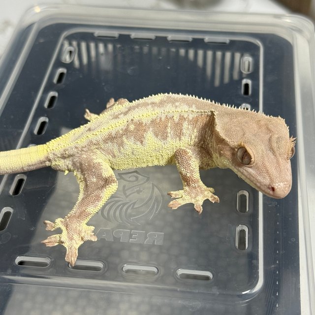 릴리 세이블 릴리화이트 세이블