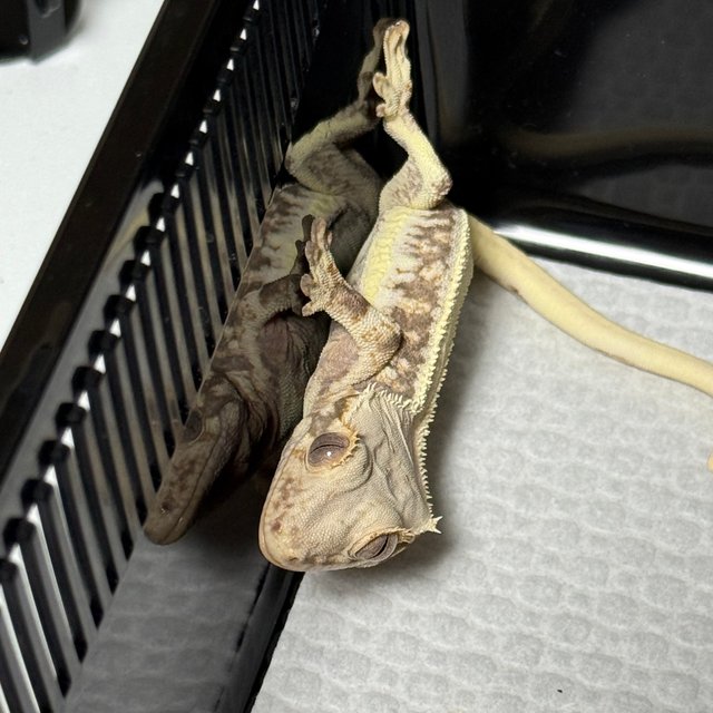 릴리화이트 솔리드백