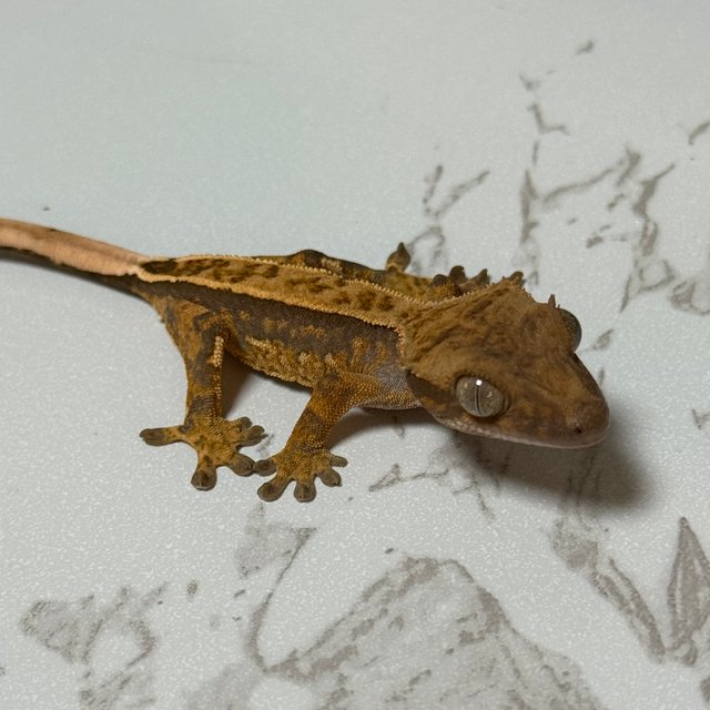 노멀 쿼드 풀핀