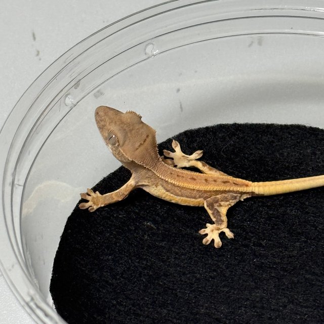 릴리화이트 크림