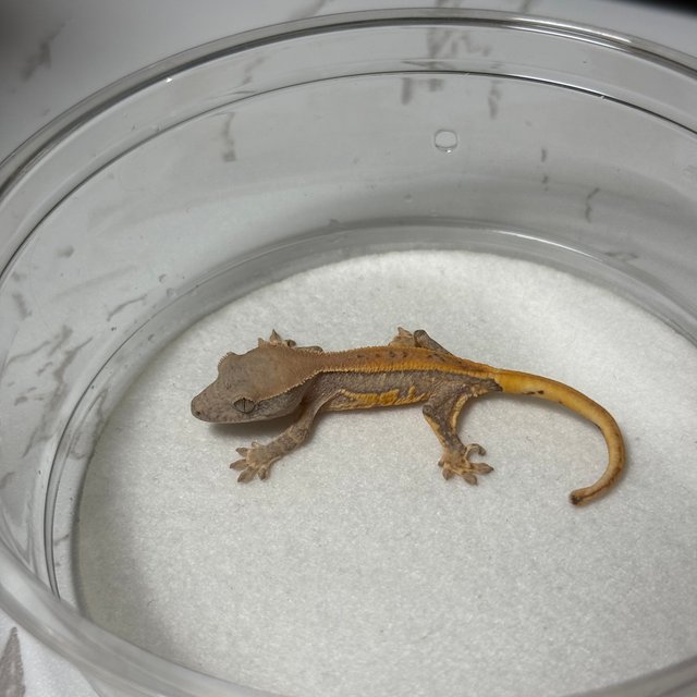 릴리화이트 크림