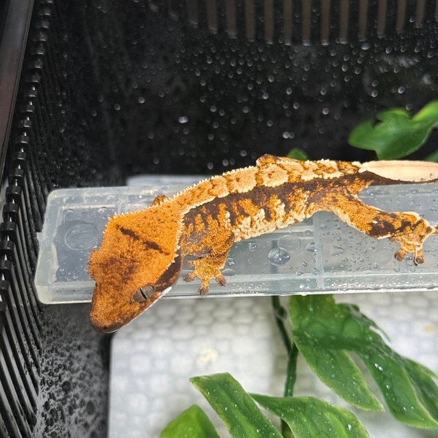 노멀 트라이 익스트림할리퀸 텐저린