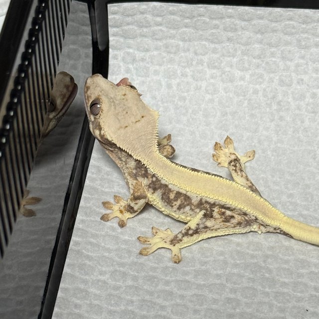 릴리화이트 솔리드백