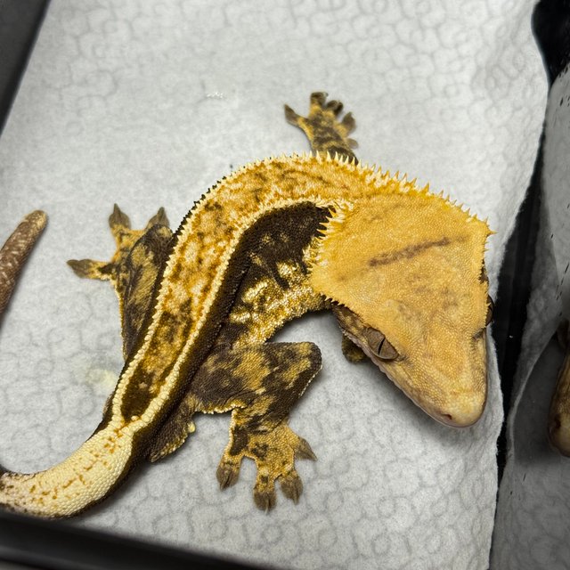 노멀 풀핀 쿼드 핀스트라이프