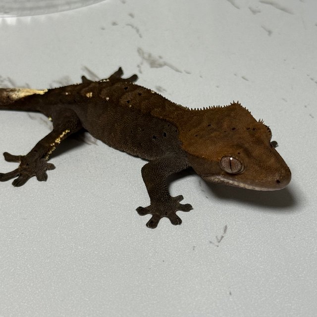 카푸치노 달마시안