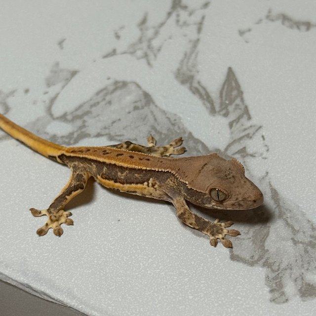 릴리화이트 크림