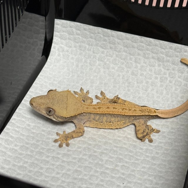 노멀 풀핀 쿼드