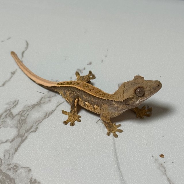 노멀 쿼드 풀핀