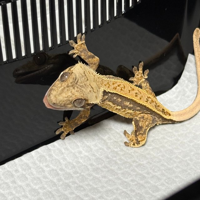 노멀 쿼드 풀핀