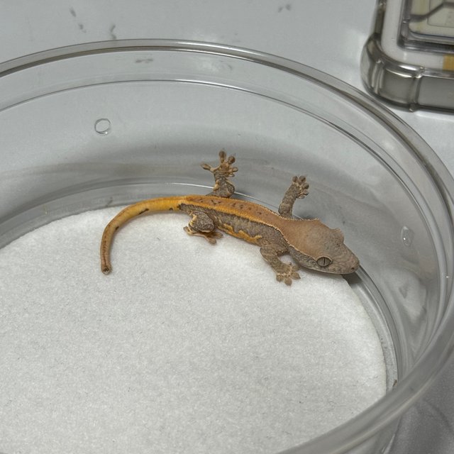 릴리화이트 크림