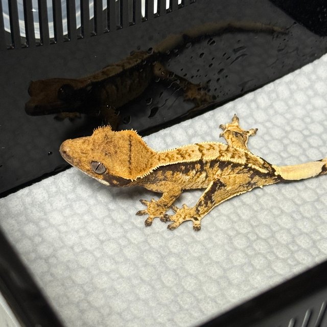 노멀 트라이 익스트림할리퀸