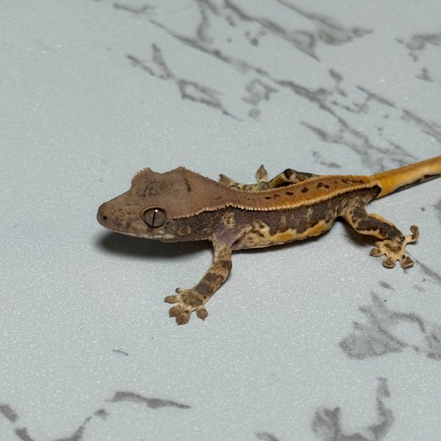 릴리화이트 크림